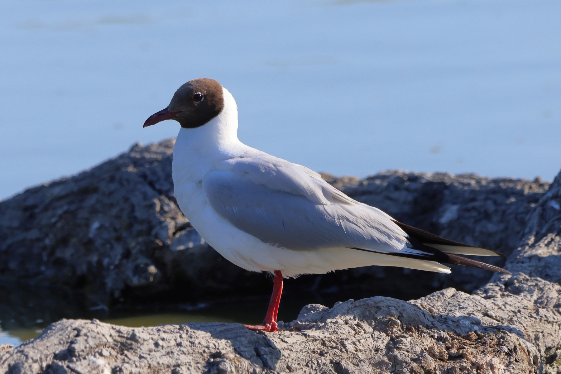 Ornithological Park of Pont de Gau - Black-headed gull