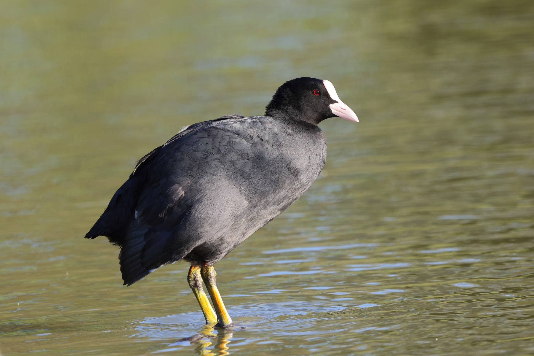 Ornithological Park of Pont de Gau - Eurasian coot (Fulica atra)