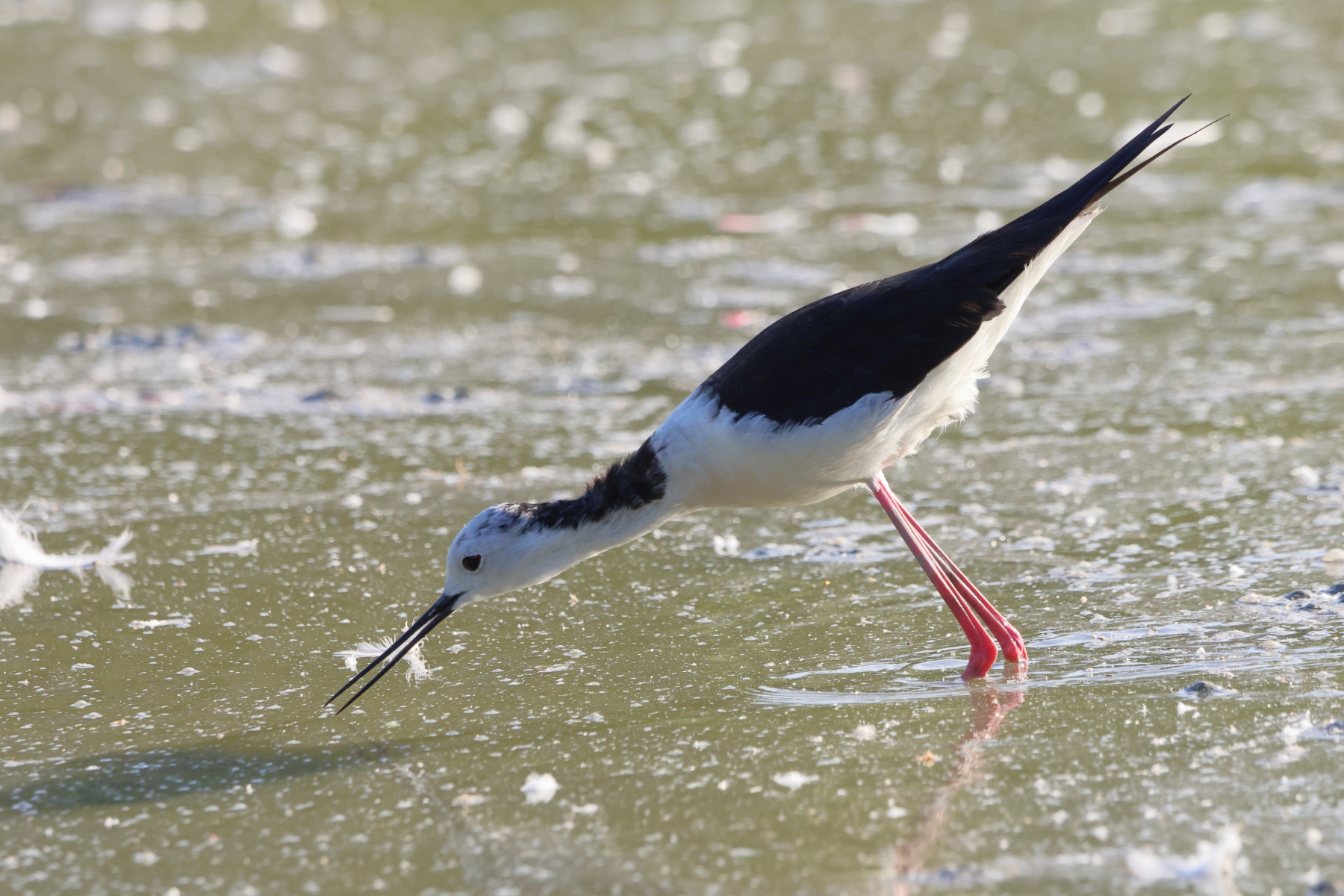Ornithological Park of Pont de Gau - Black-winged stilt (Himantopus himantopus)