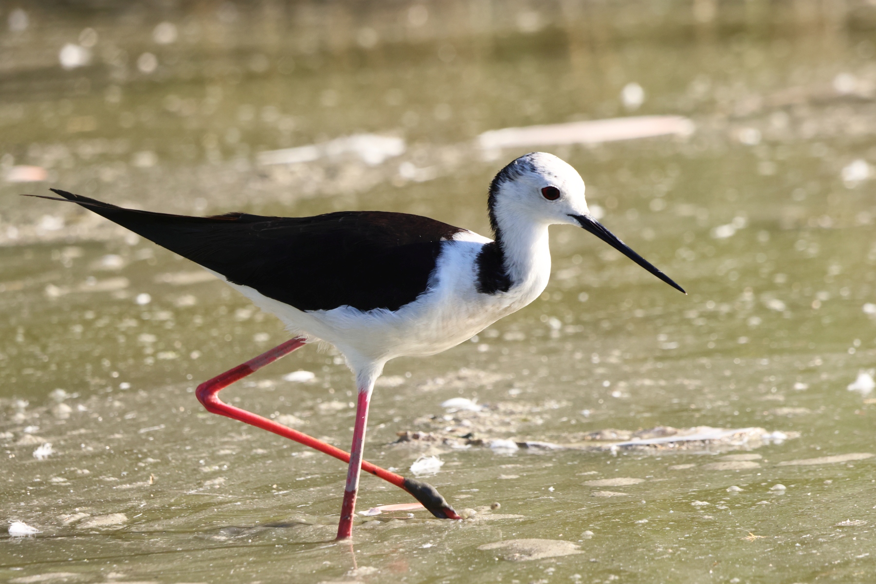 Ornithological Park of Pont de Gau - Black-winged stilt (Himantopus himantopus)