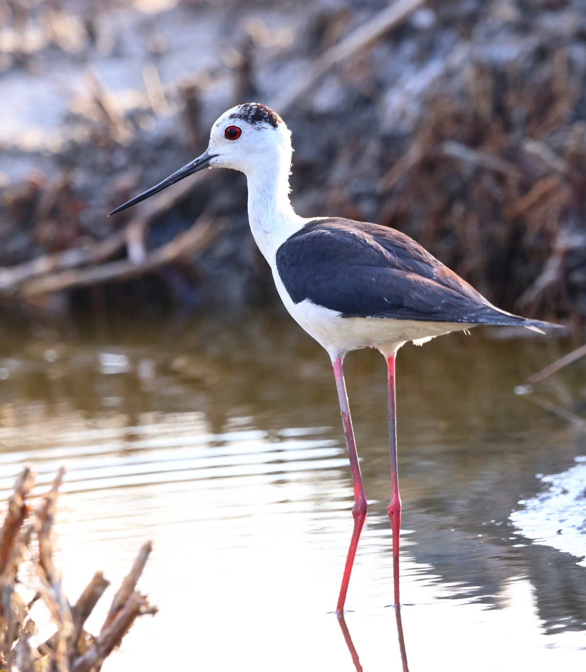 Ornithological Park of Pont de Gau - Black-winged stilt (Himantopus himantopus)
