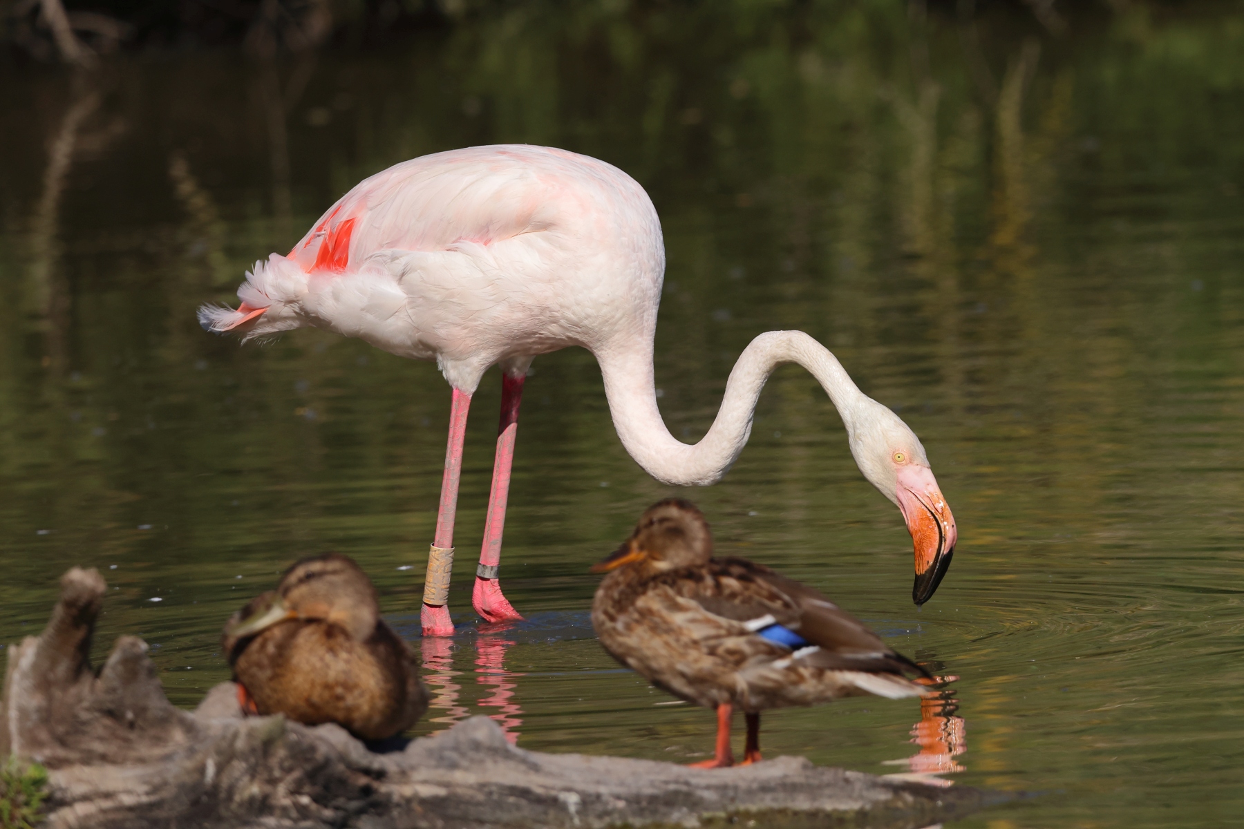 Ornithological Park of Pont de Gau - Flamingo