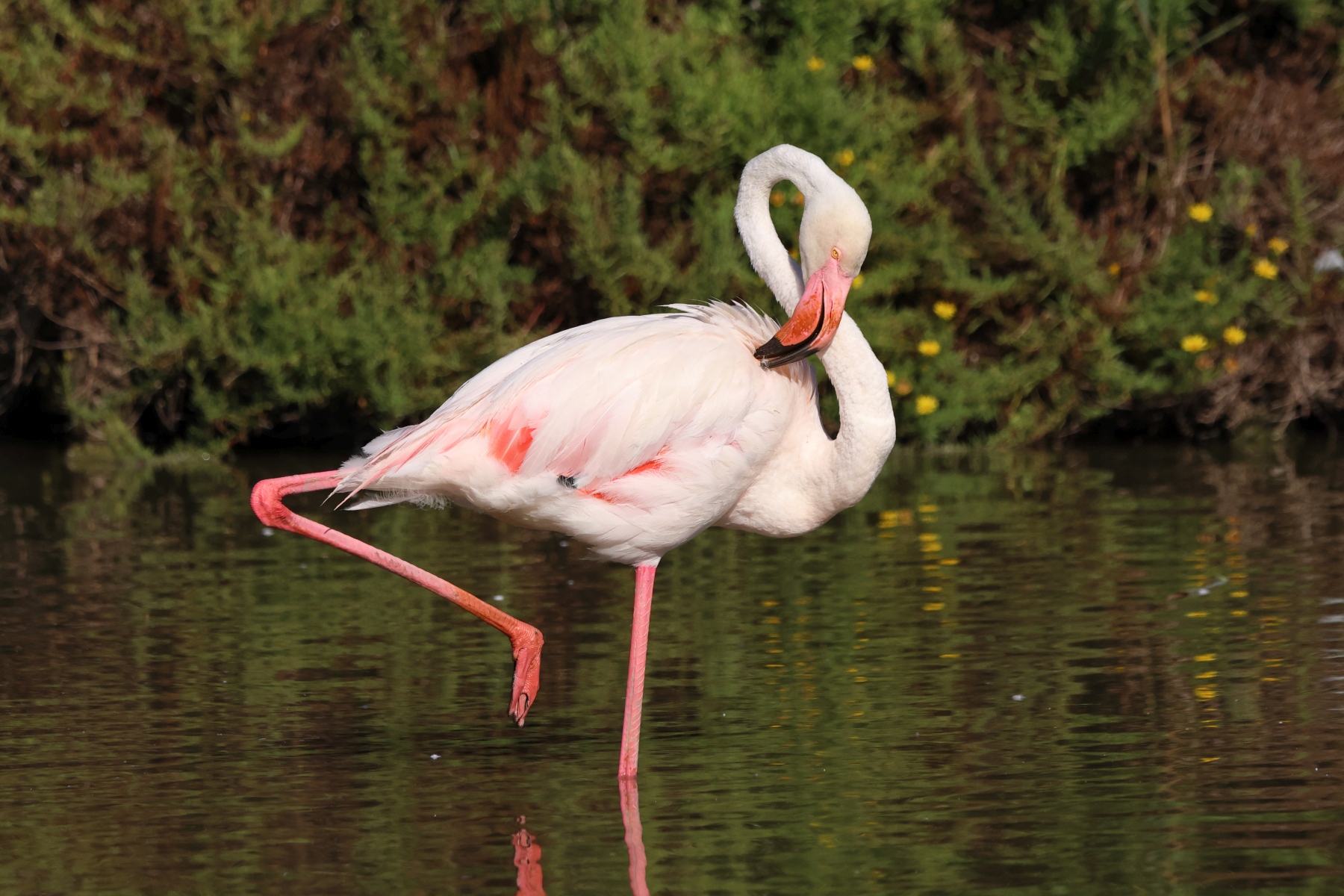 Ornithological Park of Pont de Gau - Flamingo