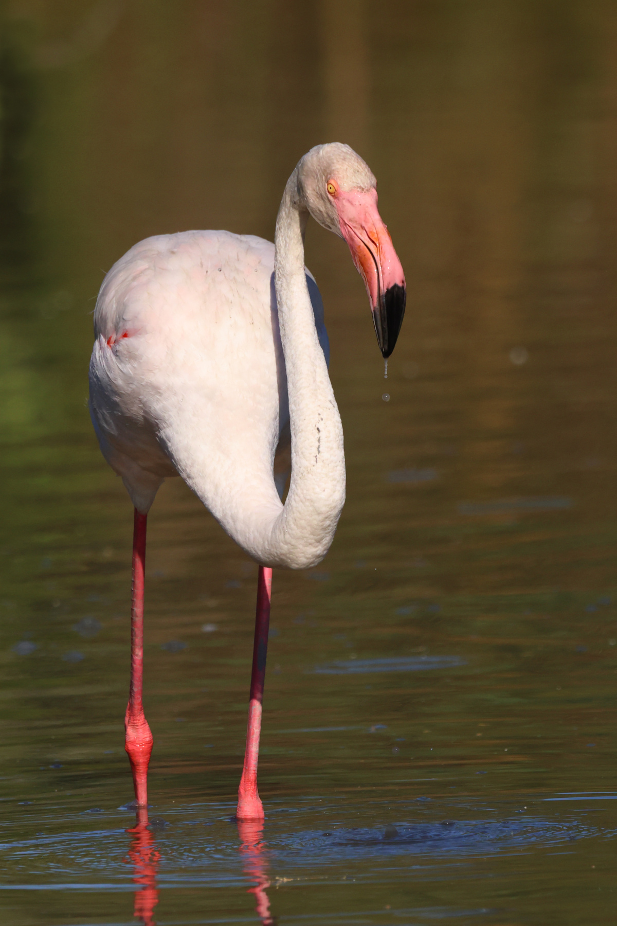 Ornithological Park of Pont de Gau - Flamingo