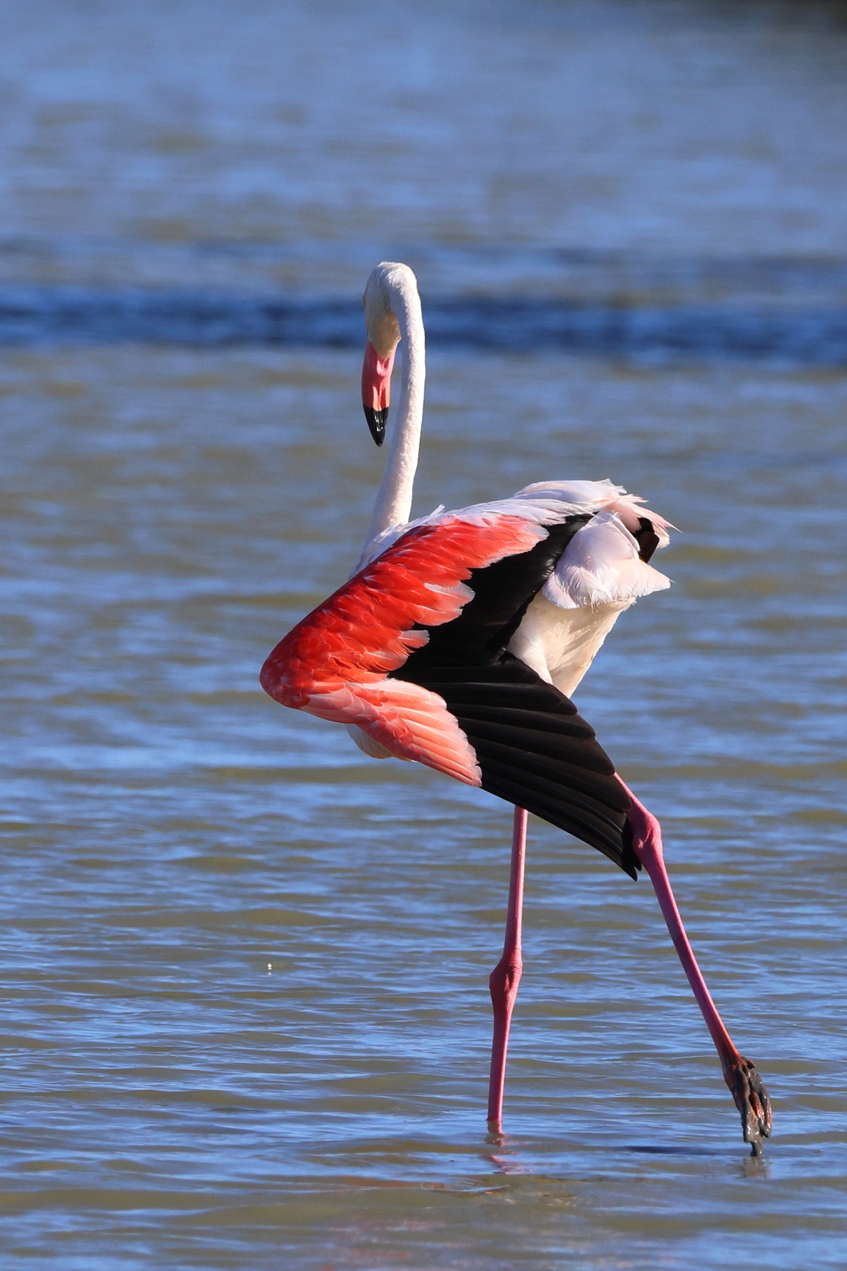 Ornithological Park of Pont de Gau - Flamingo