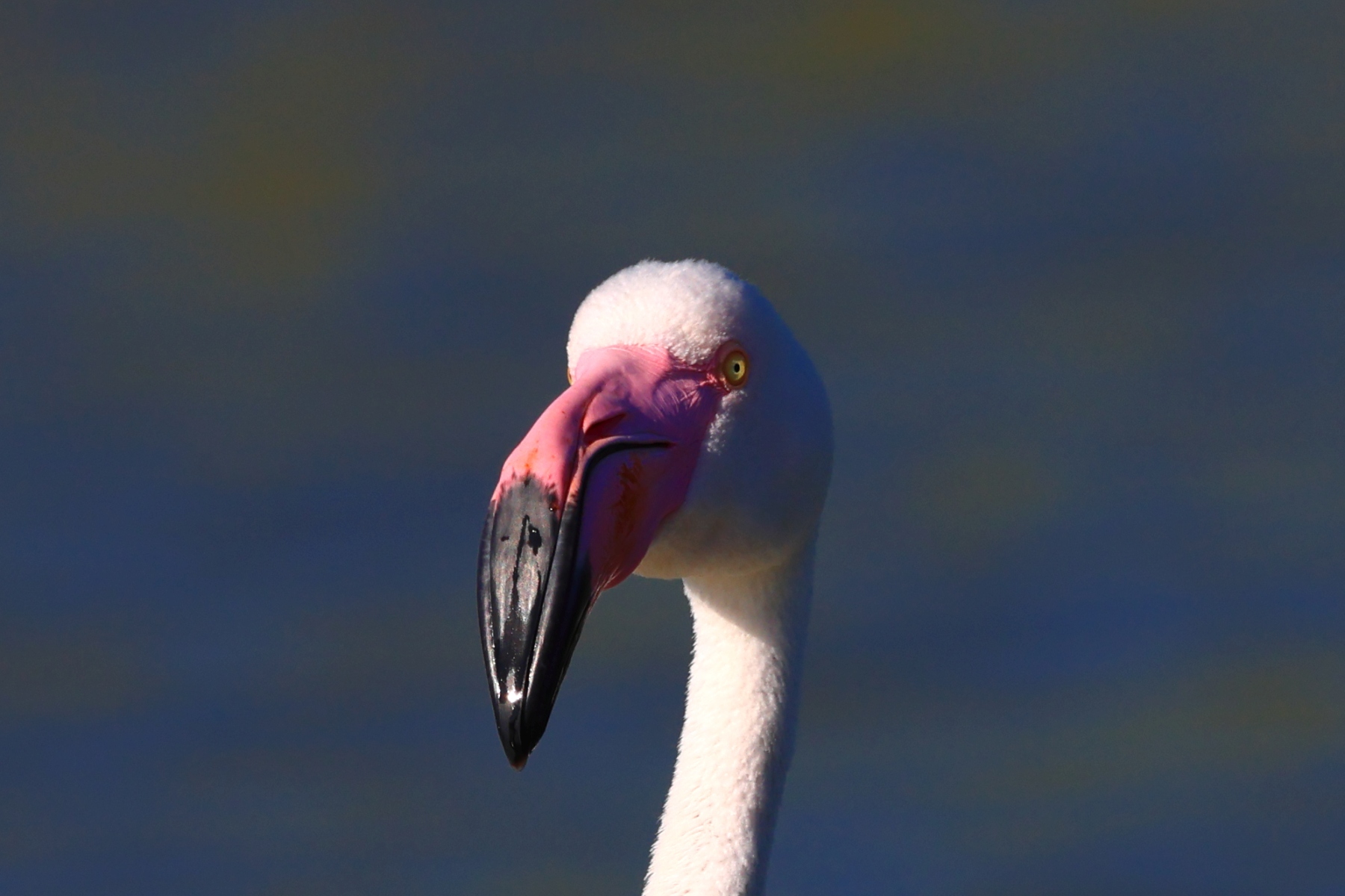 Ornithological Park of Pont de Gau - Flamingo - Head