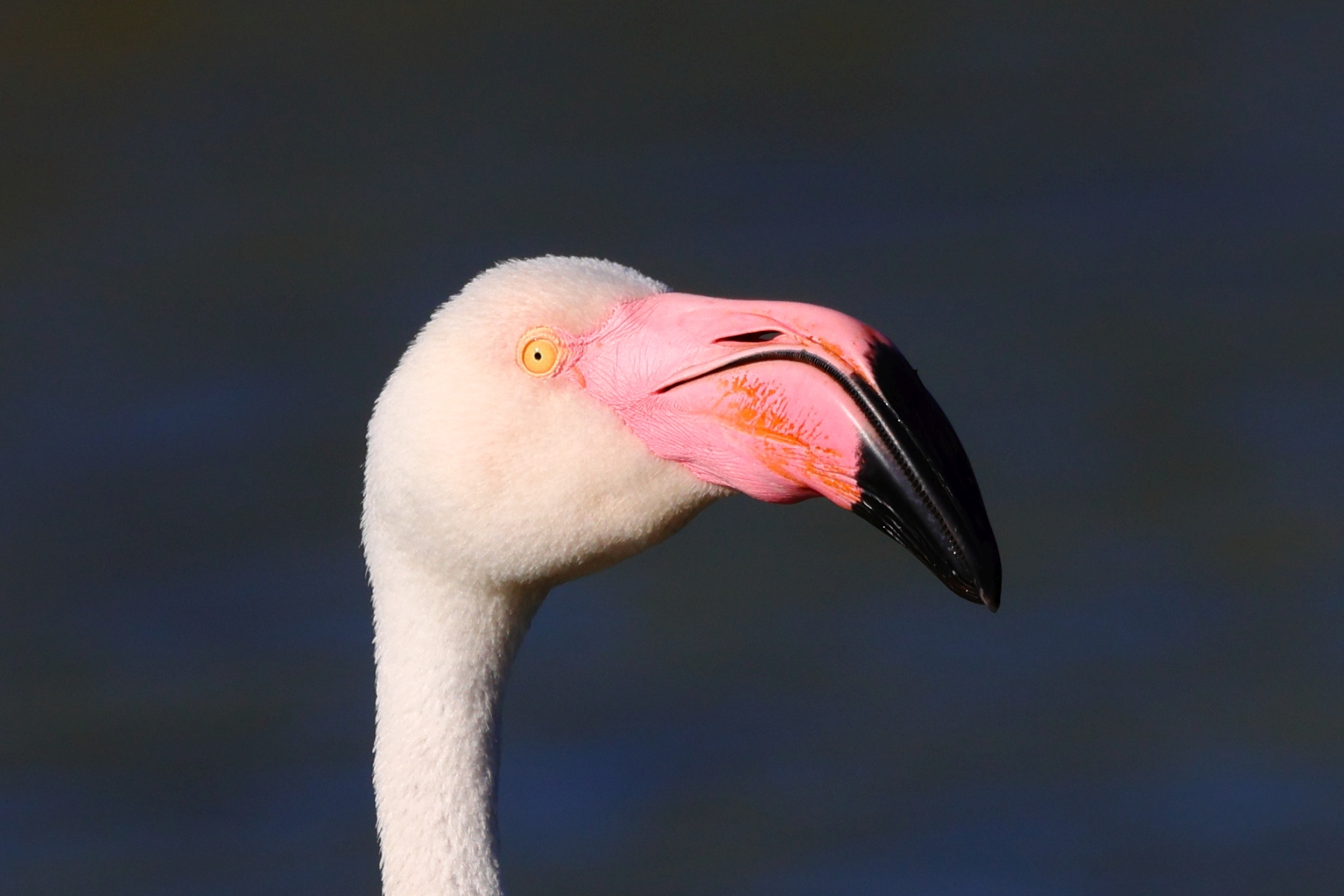 Ornithological Park of Pont de Gau - Flamingo - Head