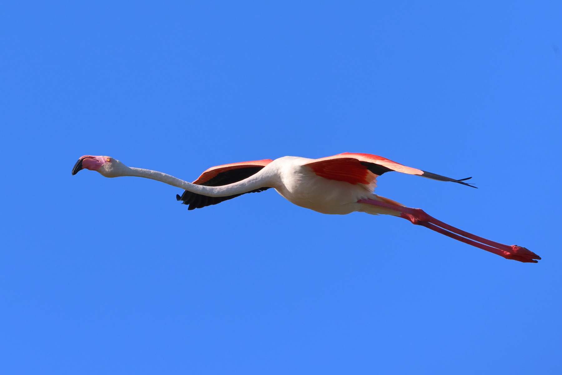 Ornithological Park of Pont de Gau - Flamingo flying