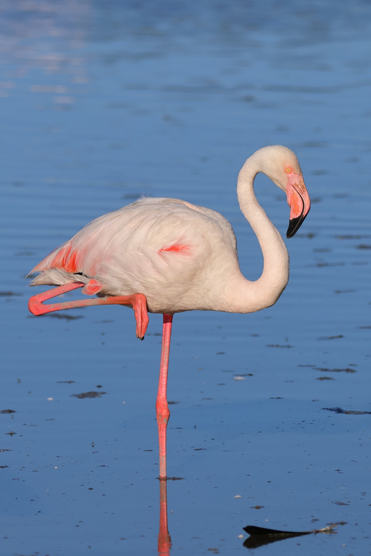Ornithological Park of Pont de Gau - Flamingo