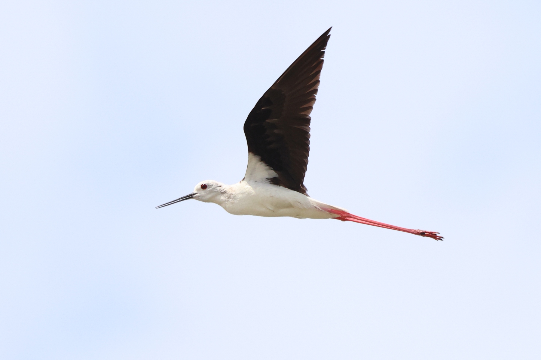 Salin de Giraud - Black-winged stilt (Himantopus himantopus)