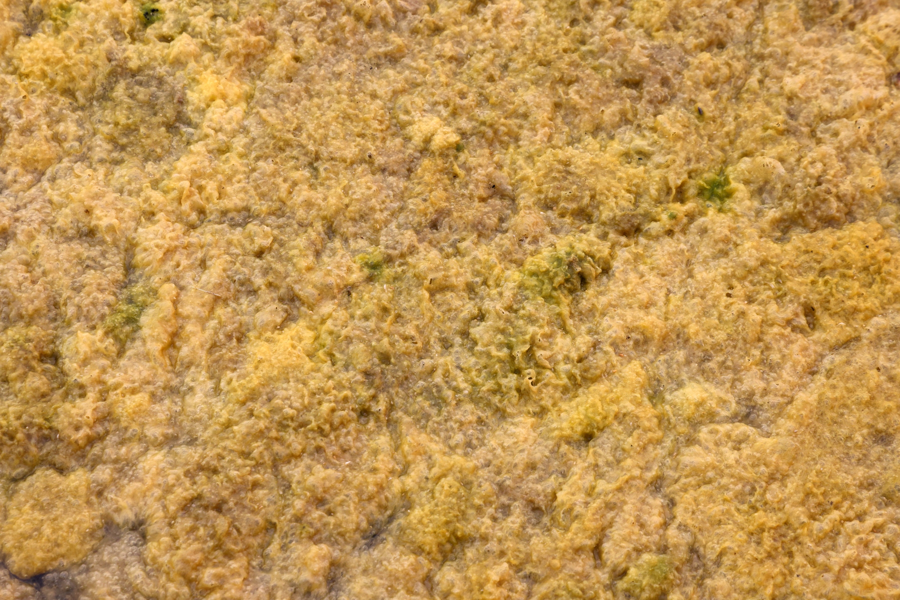 Plage de la Courbe - Algae