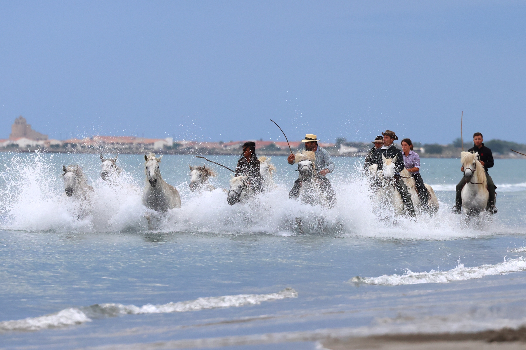 Saintes-Maries-de-la-Mer - Camargue horses