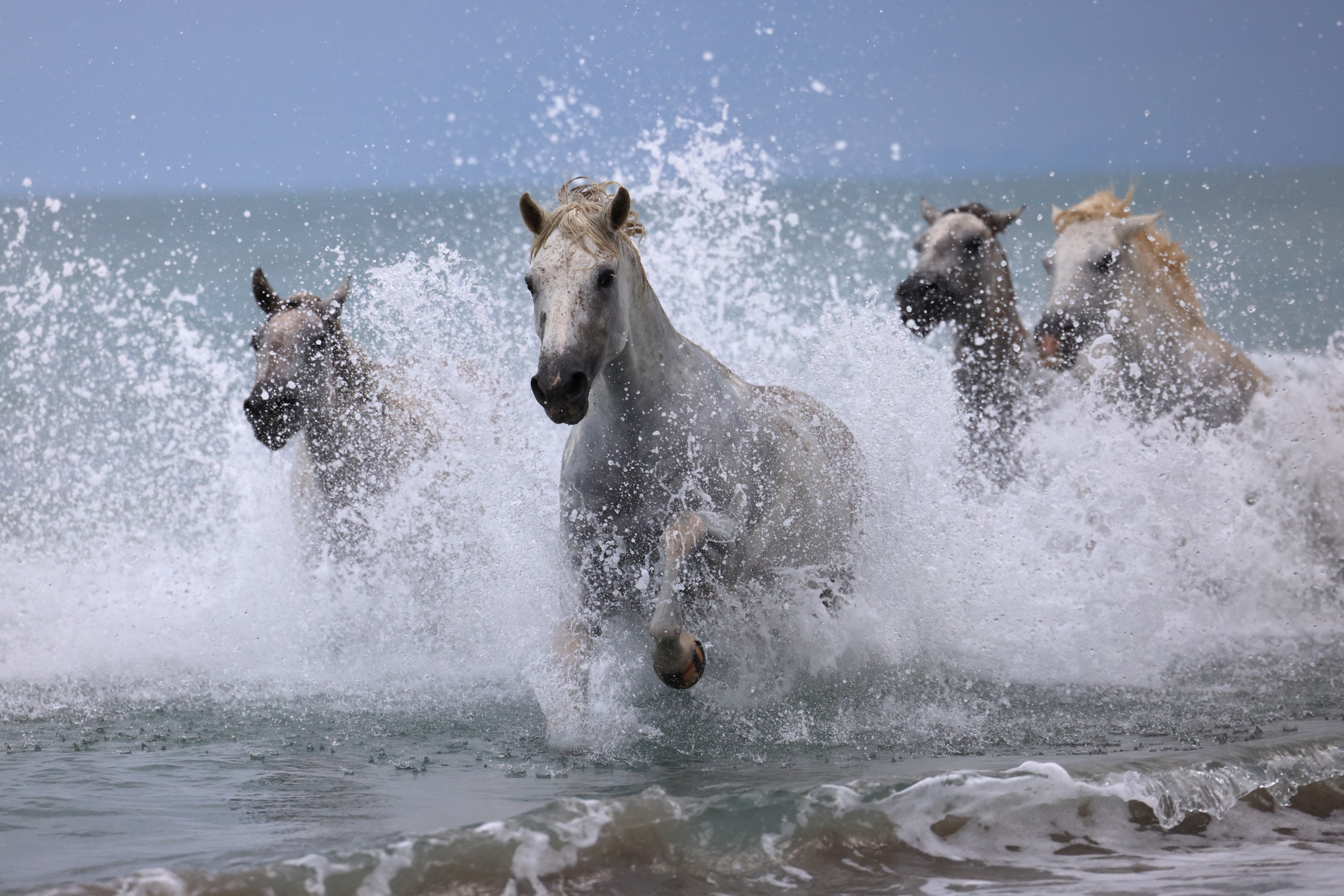 Saintes-Maries-de-la-Mer - Camargue horses