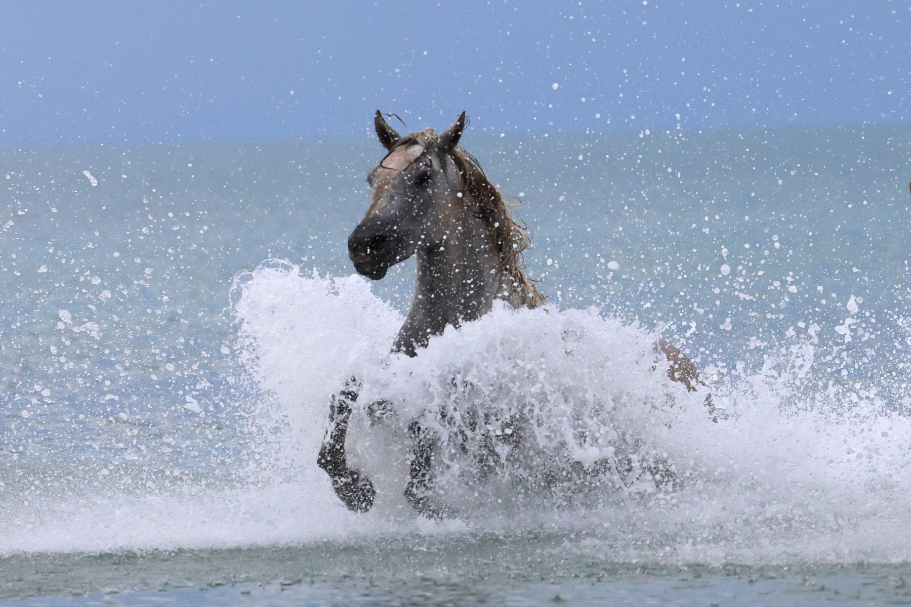 Saintes-Maries-de-la-Mer - Camargue horse