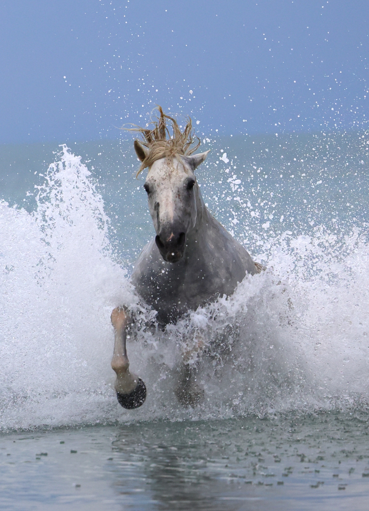 Saintes-Maries-de-la-Mer - Camargue horse