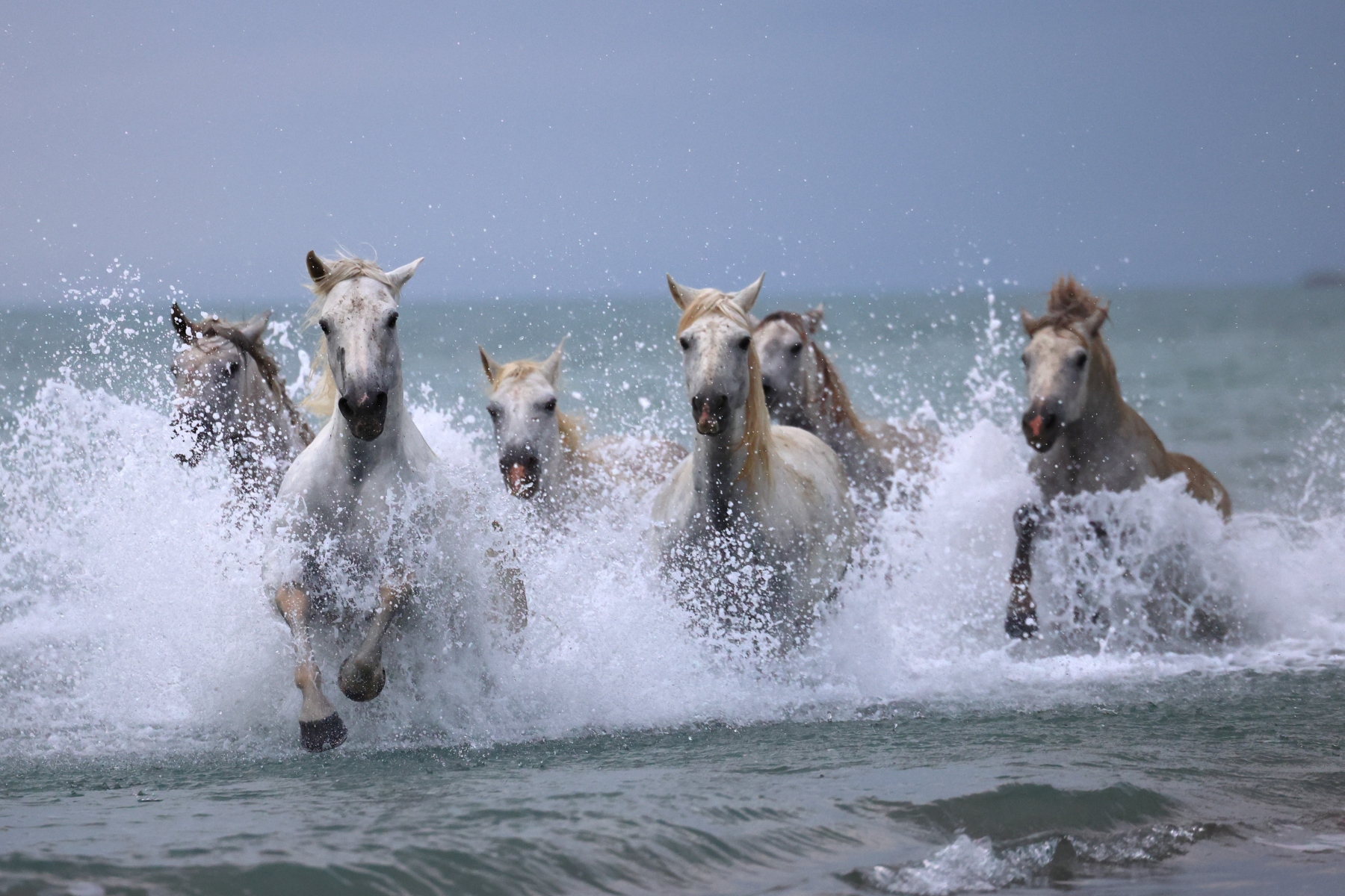 Saintes-Maries-de-la-Mer - Camargue horses