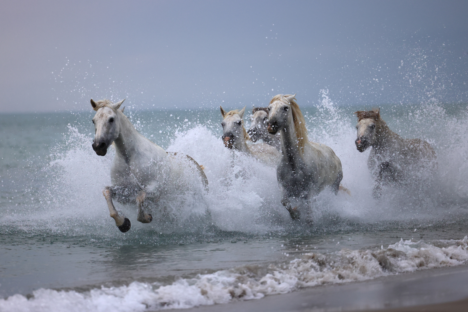Saintes-Maries-de-la-Mer - Camargue horses
