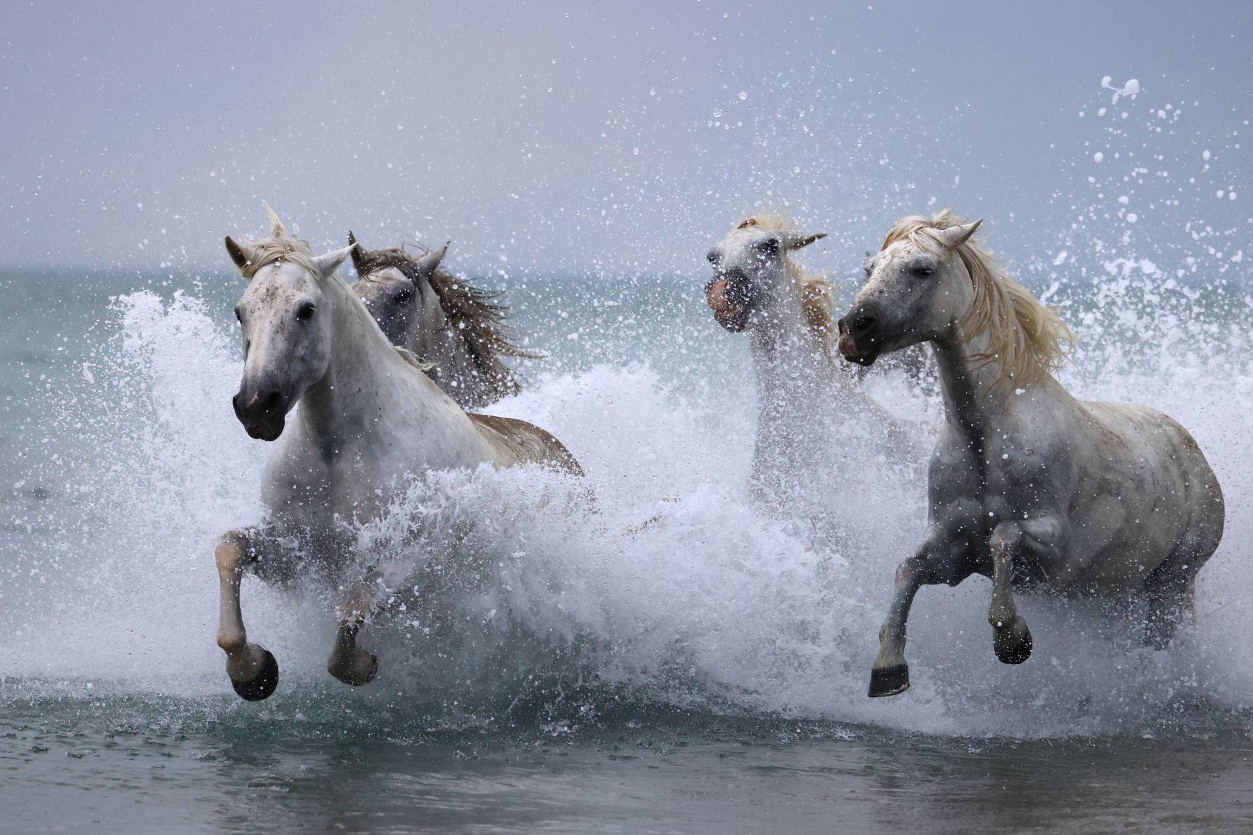 Saintes-Maries-de-la-Mer - Camargue horses