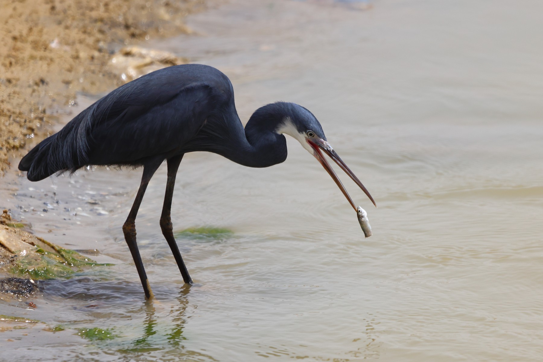 Saint Louis - Western reef heron (Egretta gularis)