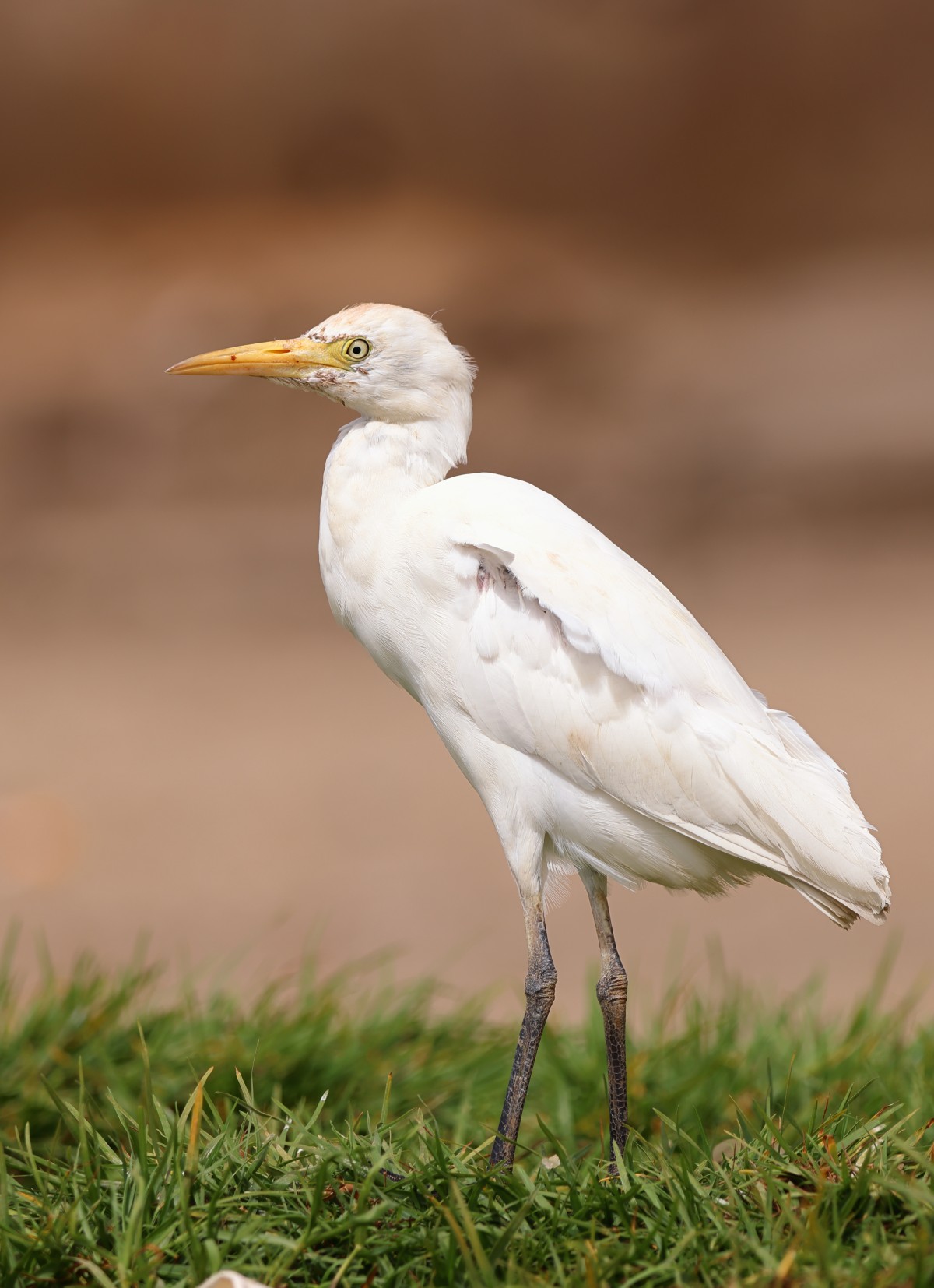 Saint Louis - Western cattle egret (Ardea ibis)