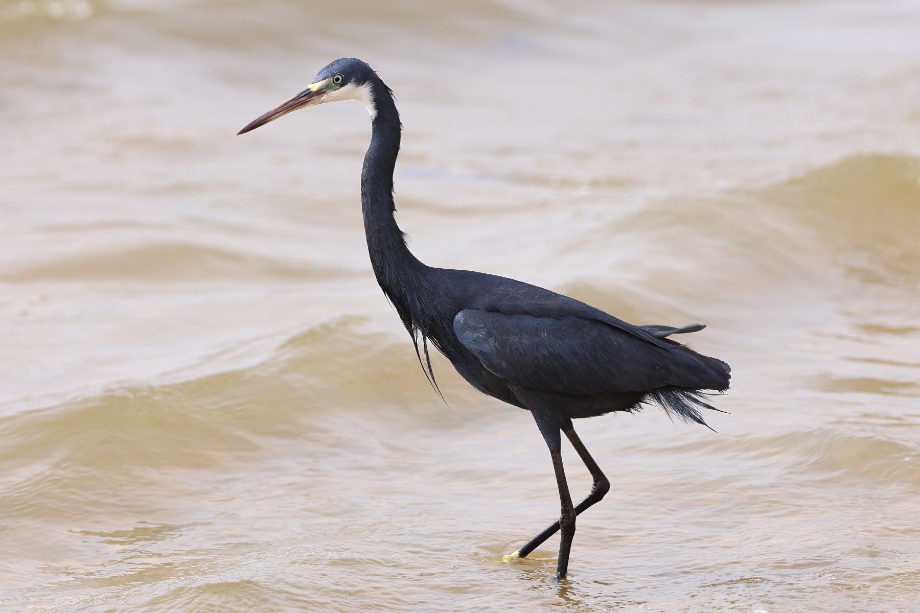 Saint Louis - Western reef heron (Egretta gularis)