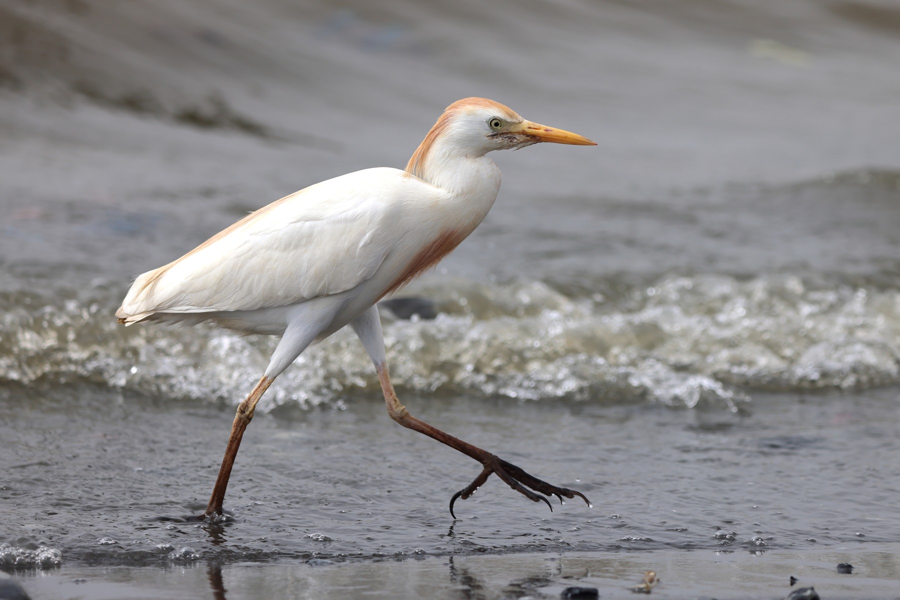 Saint Louis - Western cattle egret (Ardea ibis)