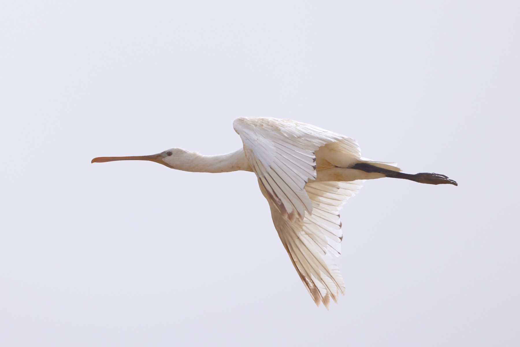Djoudj National Bird Sanctuary - Eurasian spoonbill (Platalea leucorodia)