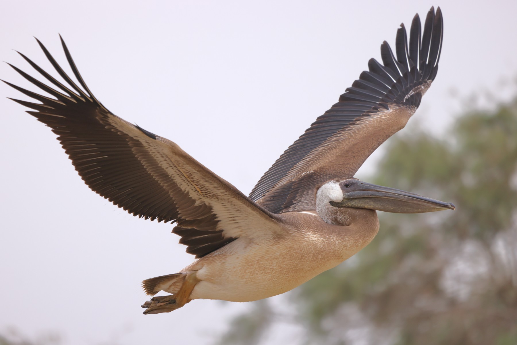 Djoudj National Bird Sanctuary - Flying pelican