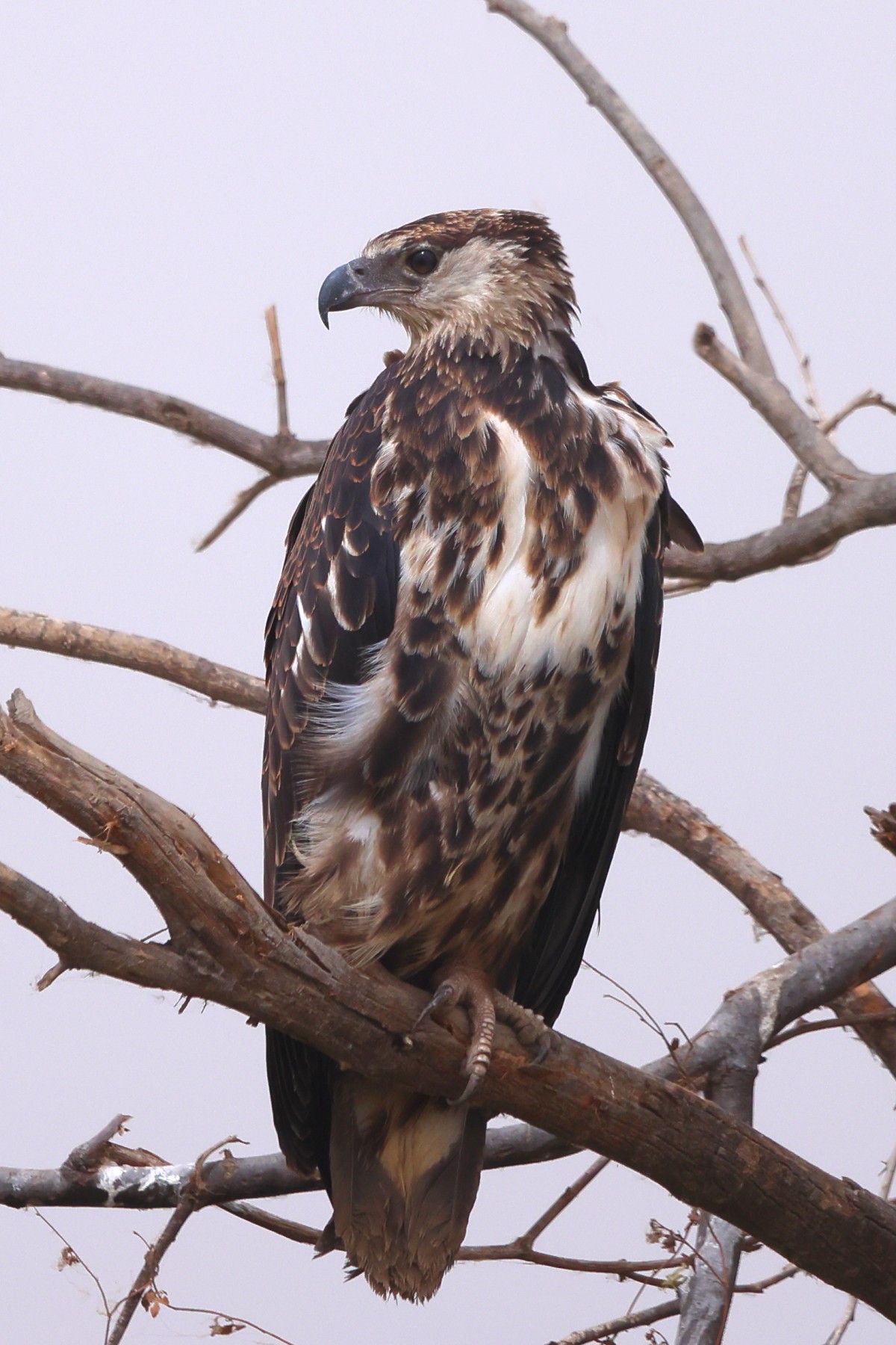 Djoudj National Bird Sanctuary - Juvenile African fish eagle (Icthyophaga vocifer)