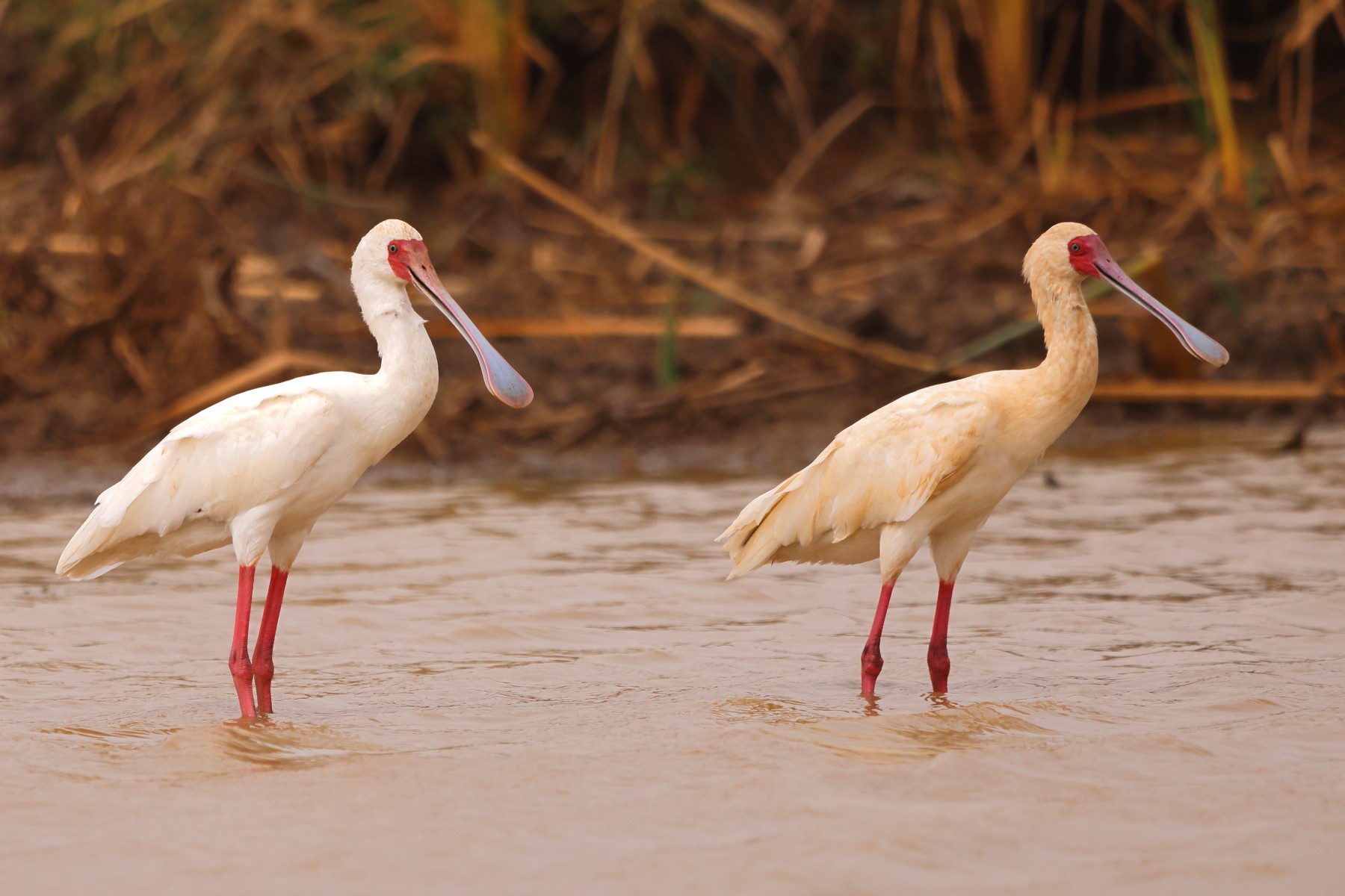 Djoudj National Bird Sanctuary - African spoonbill (Platalea alba)