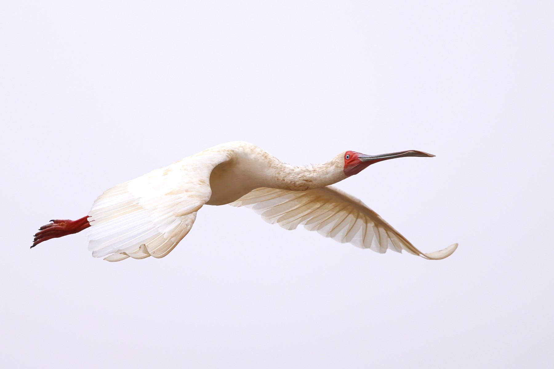 Djoudj National Bird Sanctuary - African spoonbill (Platalea alba)