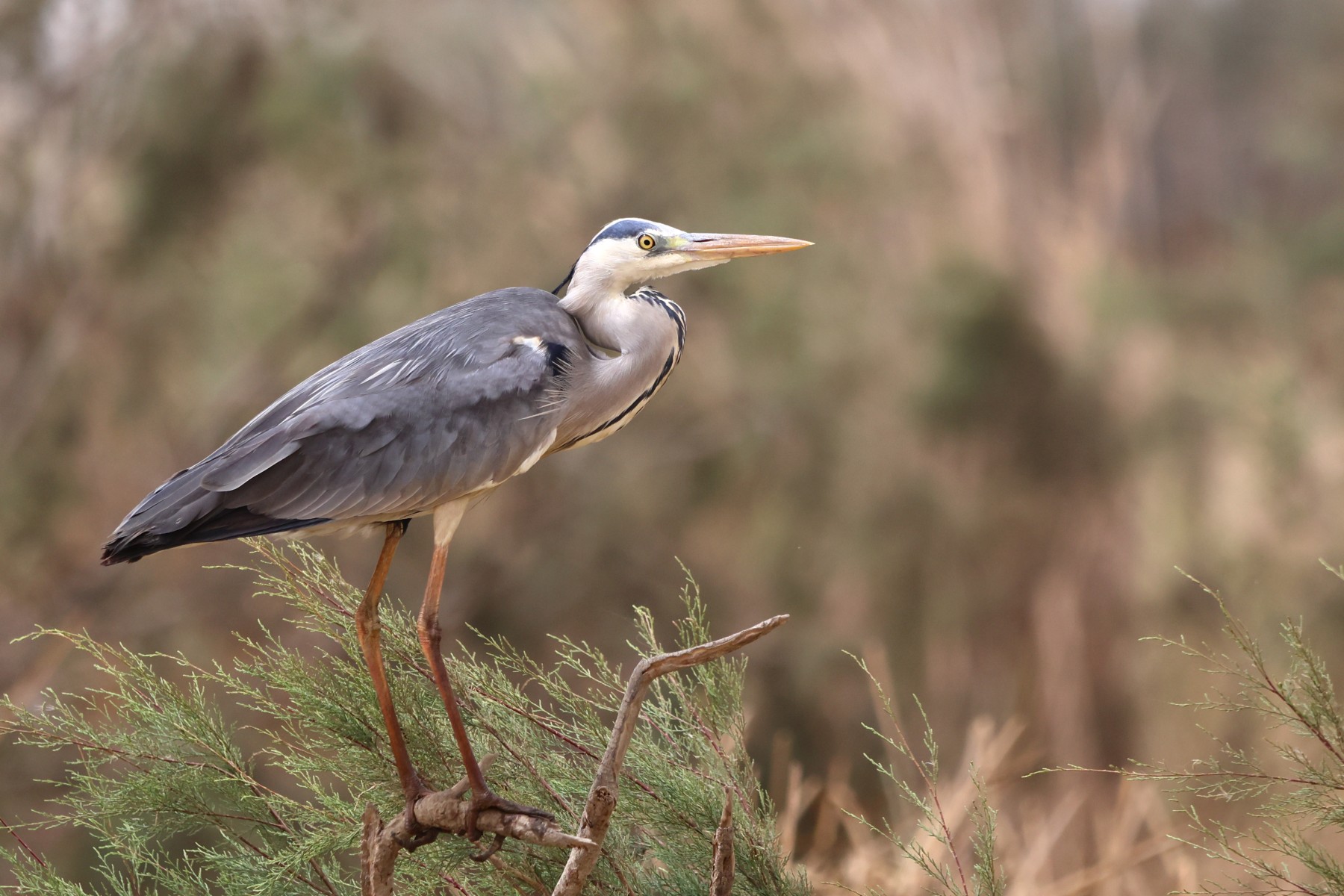Djoudj National Bird Sanctuary - Grey heron (Ardea cinerea)