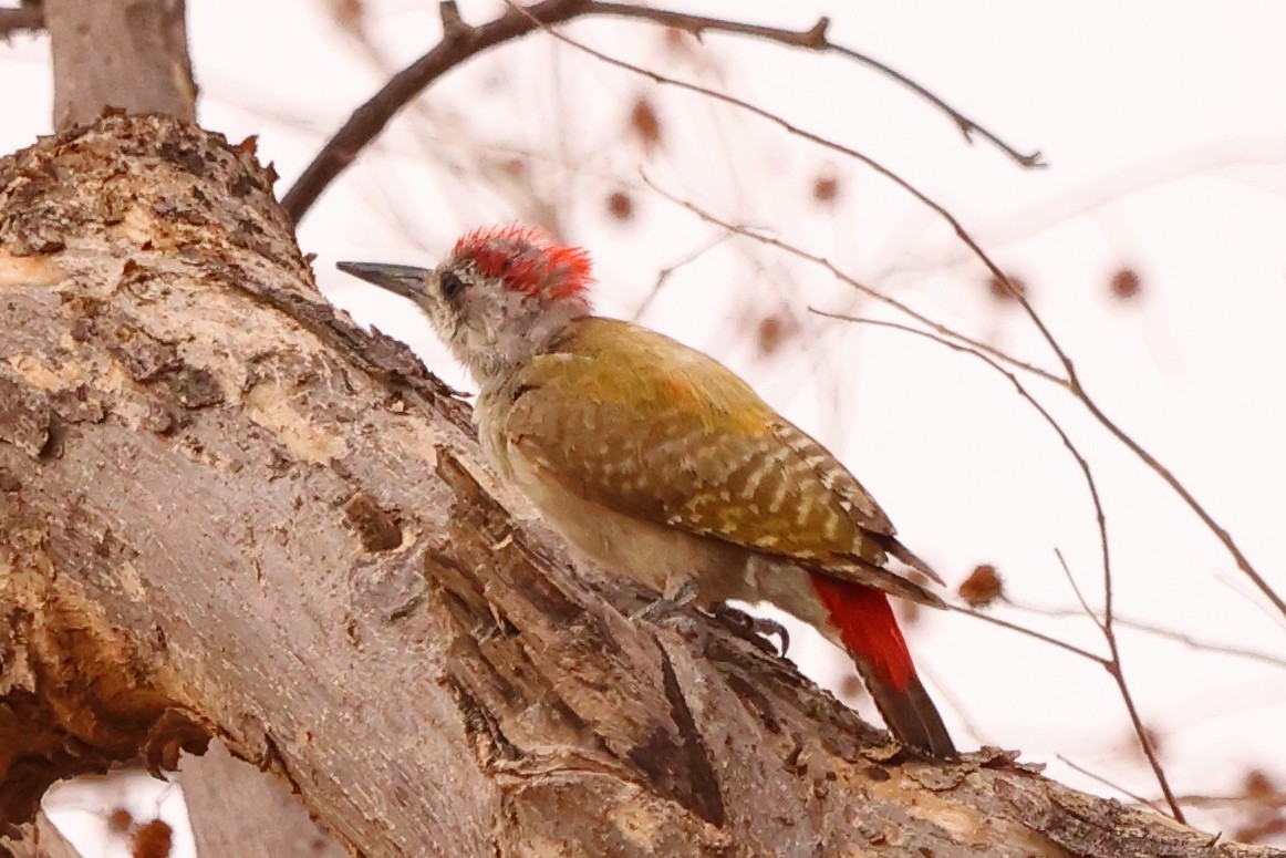 Ecolodge de Koba - African grey woodpecker (Dendropicos goertae)