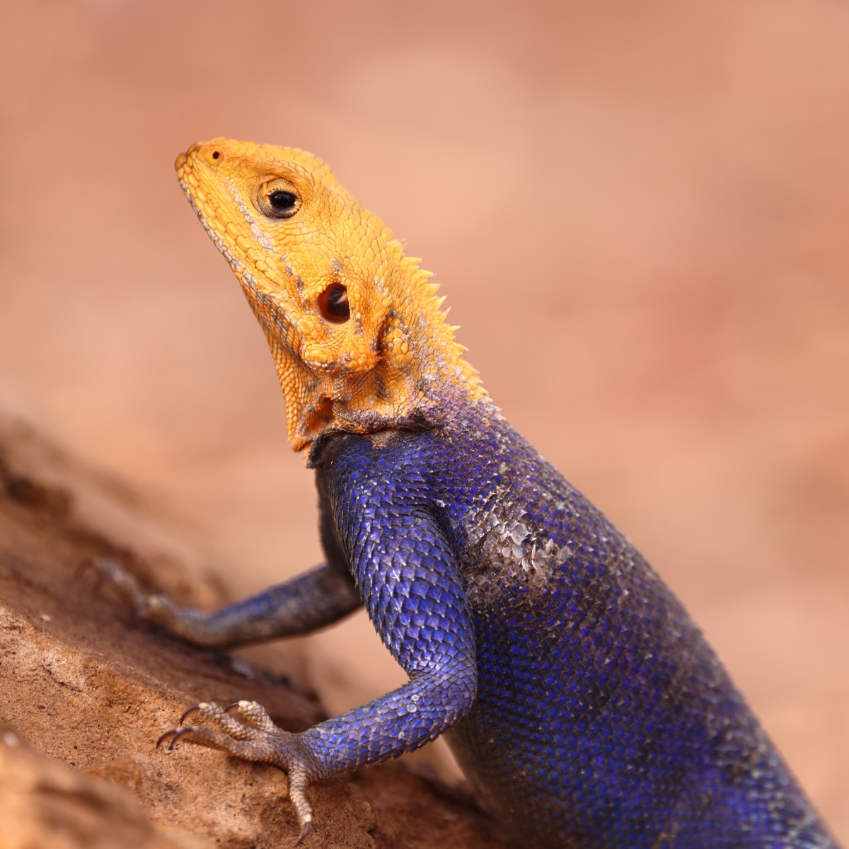 Kabacoto Safari lodge - Yellow-headed blue agama