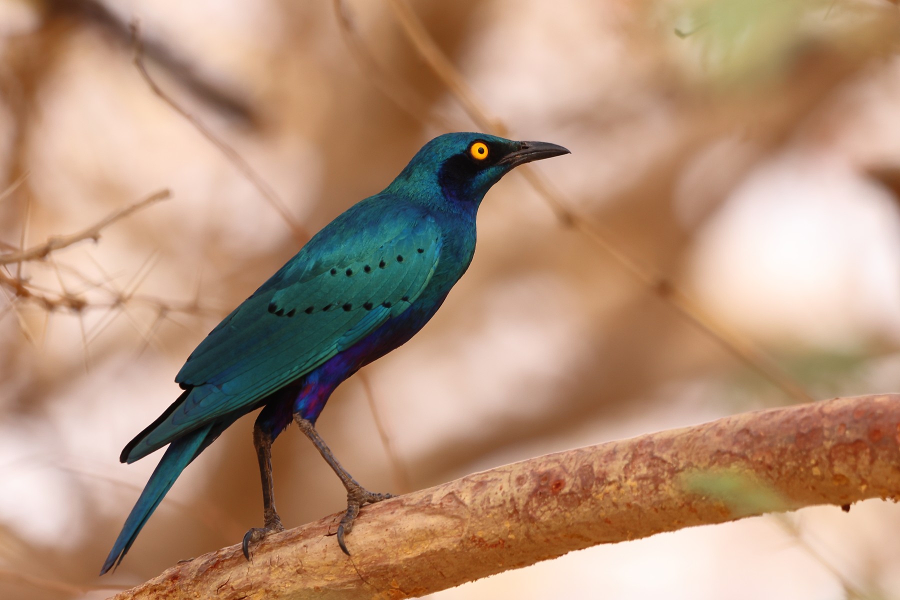 Kabacoto Safari lodge - Greater blue-eared starling (Lamprotornis chalybaeus)