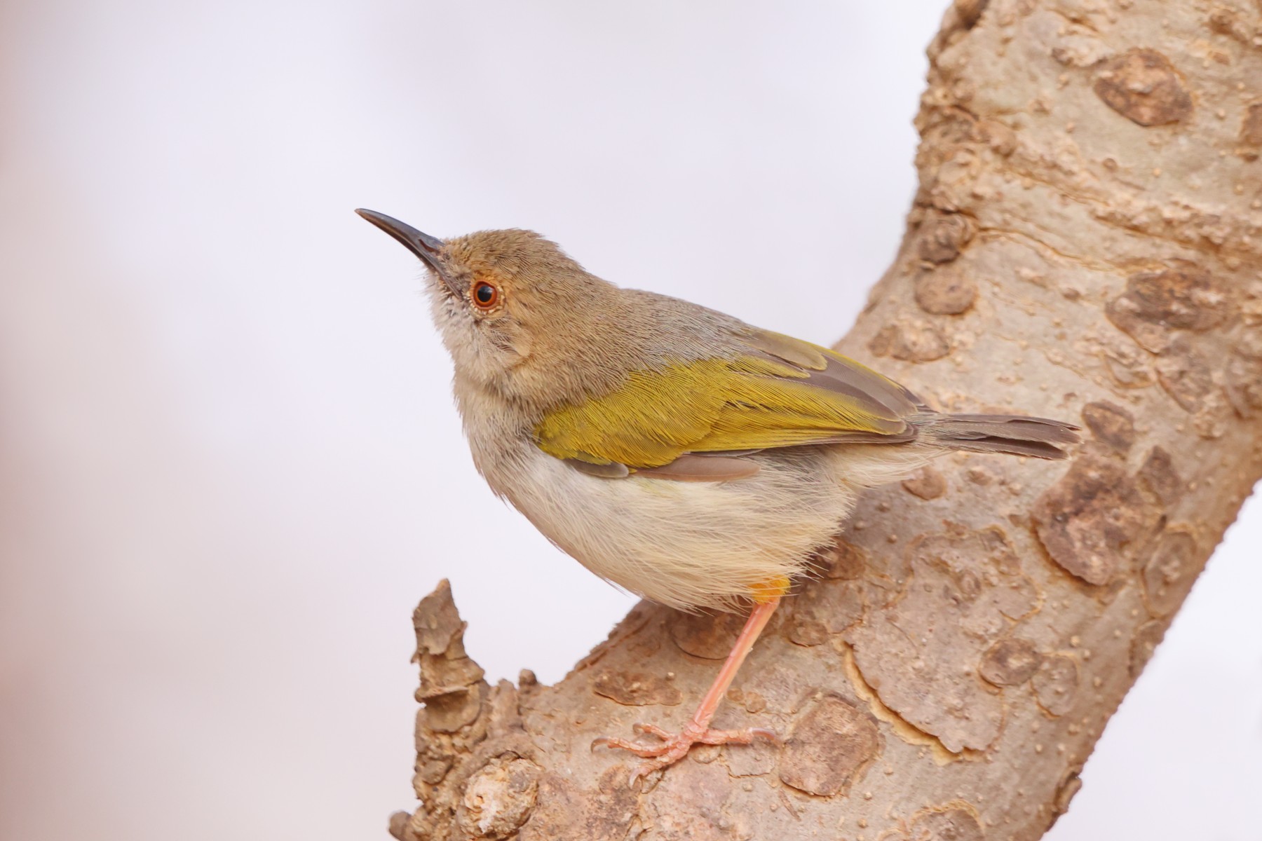 Kabacoto Safari lodge - Green-backed camaroptera (Camaroptera brachyura)