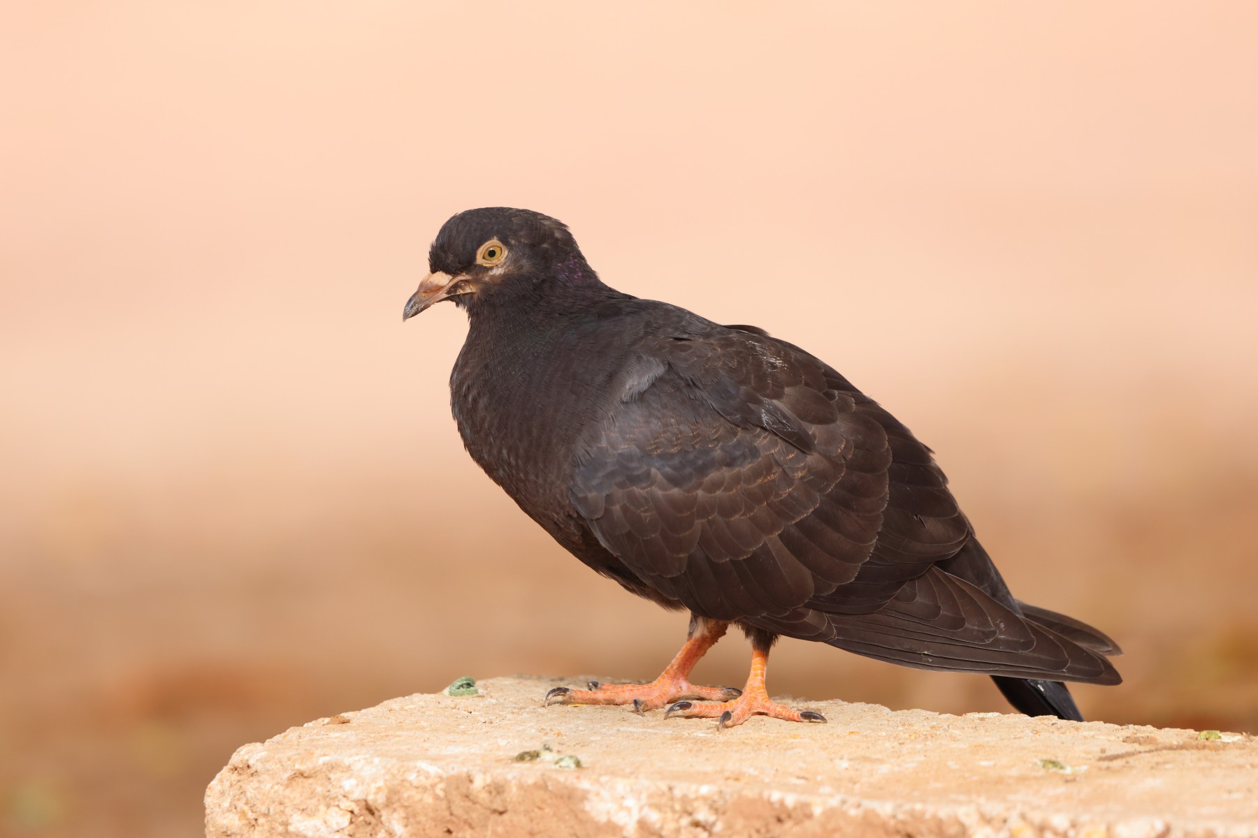 Kabacoto Safari lodge - Pigeon