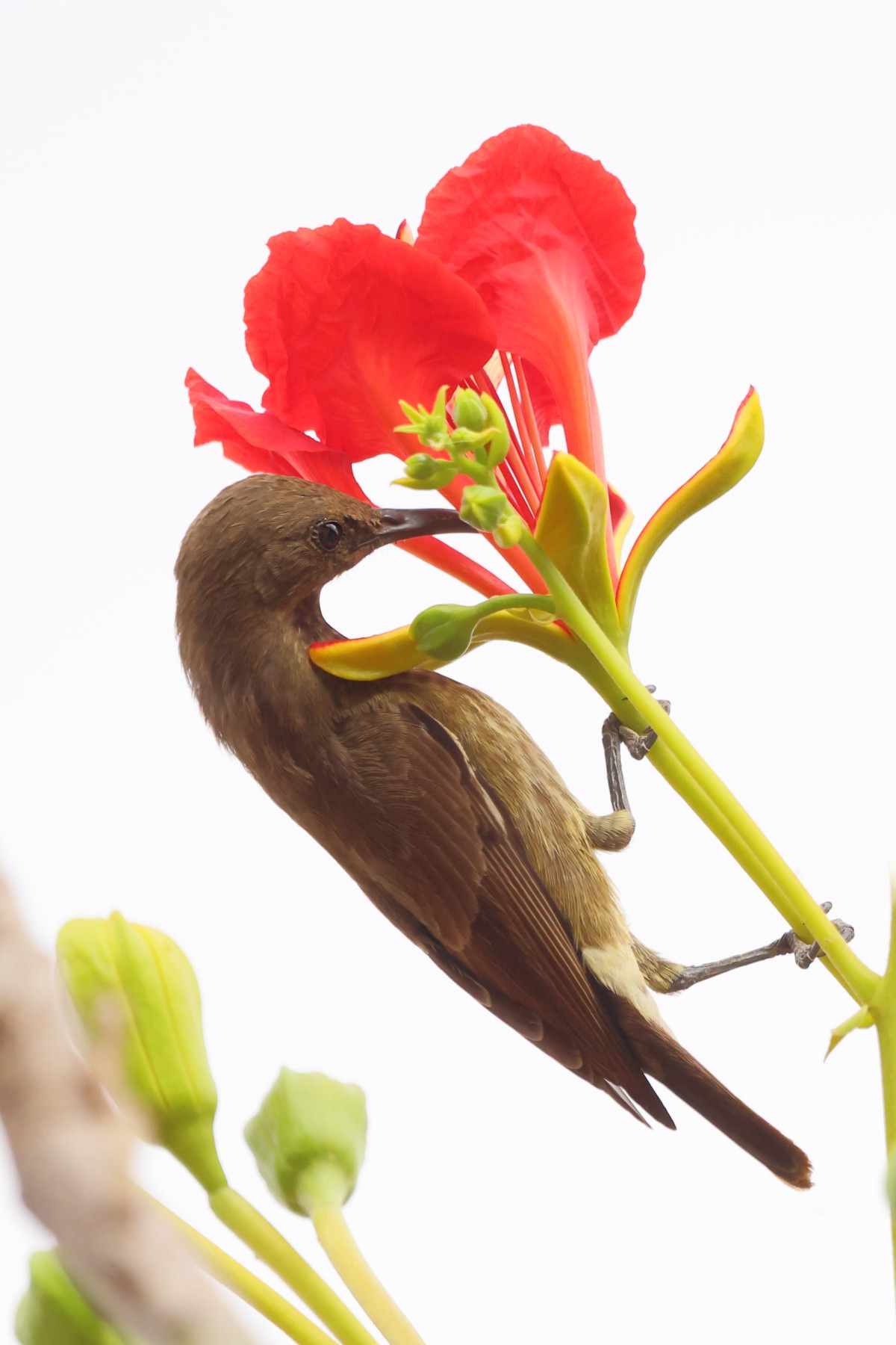 Kabacoto Safari lodge - Copper sunbird (Cinnyris cupreus)