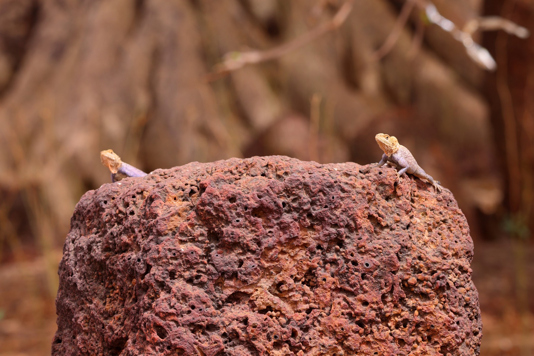 Sine Ngayene - Stone circles - Agamas