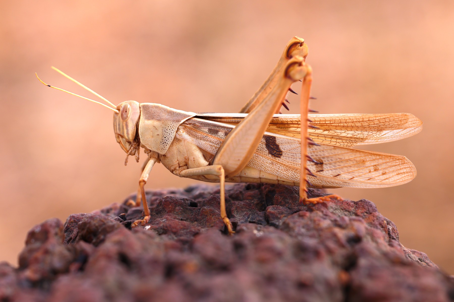 Sine Ngayene - Locust