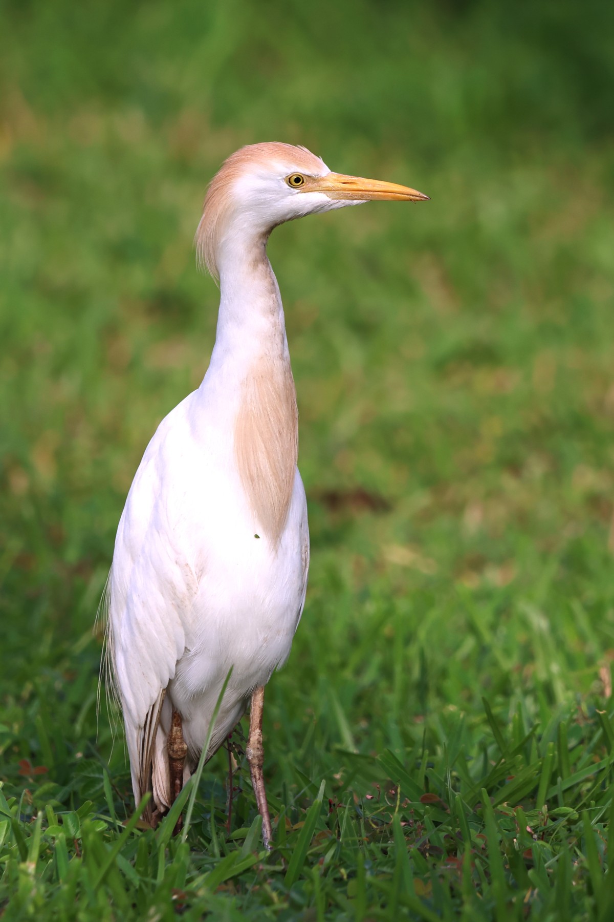 Banjul - Western cattle egret (Ardea ibis)