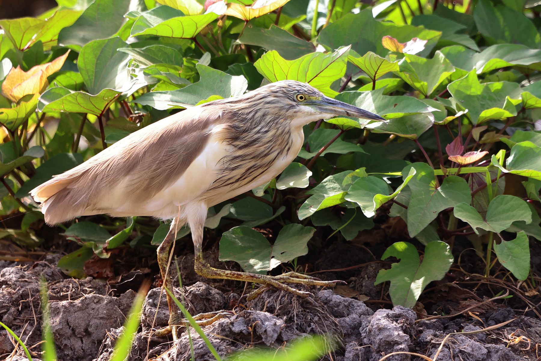Abuko nature reserve - Squacco heron (Ardeola ralloides)