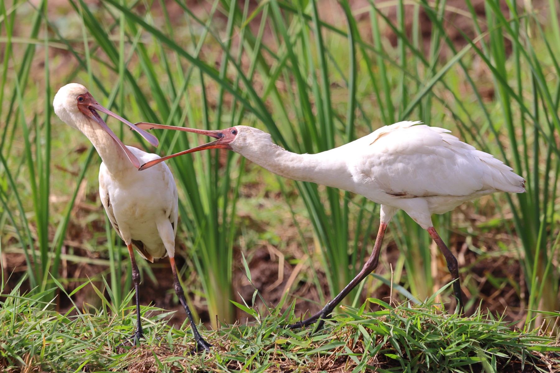 Abuko nature reserve - African spoonbills (Platalea alba)