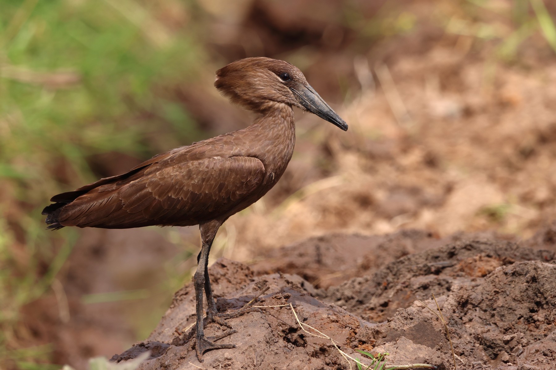 Abuko nature reserve - Hamerkop (Scopus umbretta)
