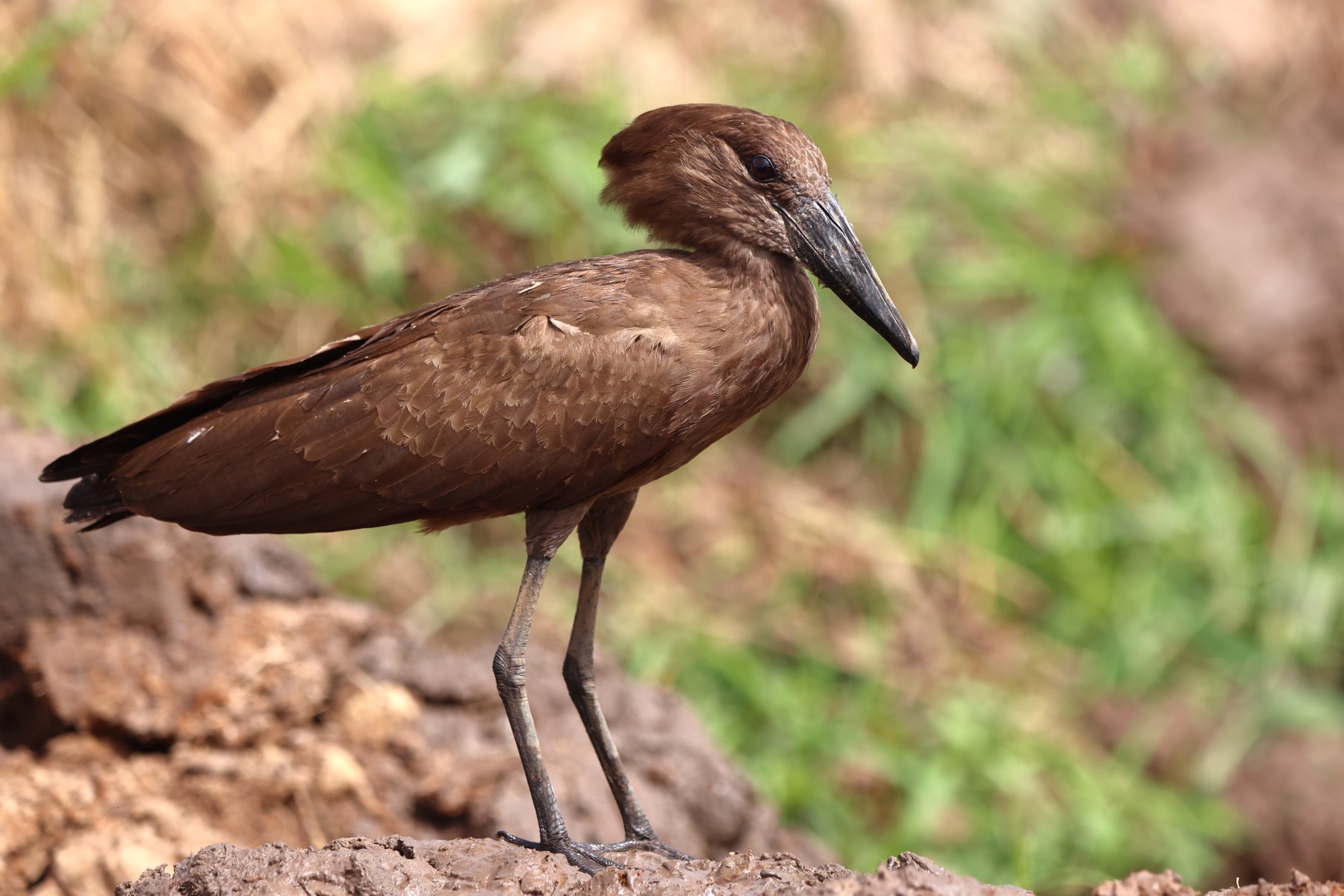 Abuko nature reserve - Hamerkop (Scopus umbretta)