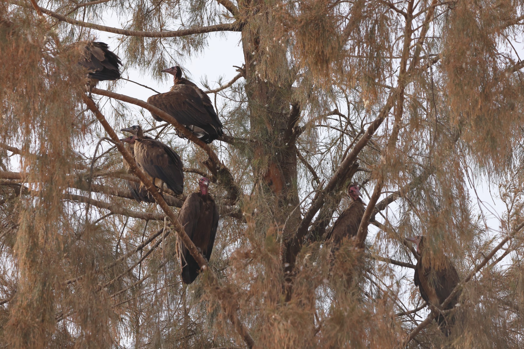 Banjul - Hooded vultures (Necrosyrtes monachus) in a tree