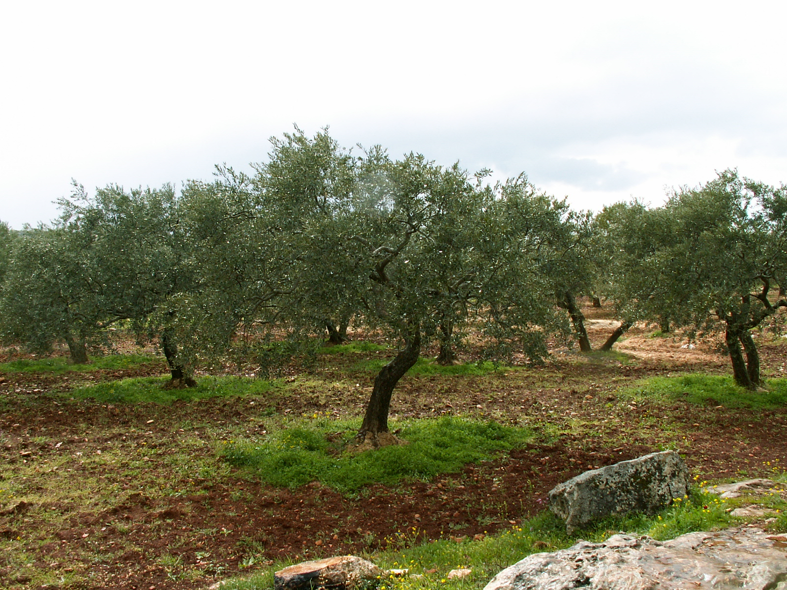 Al Barah - Olive trees