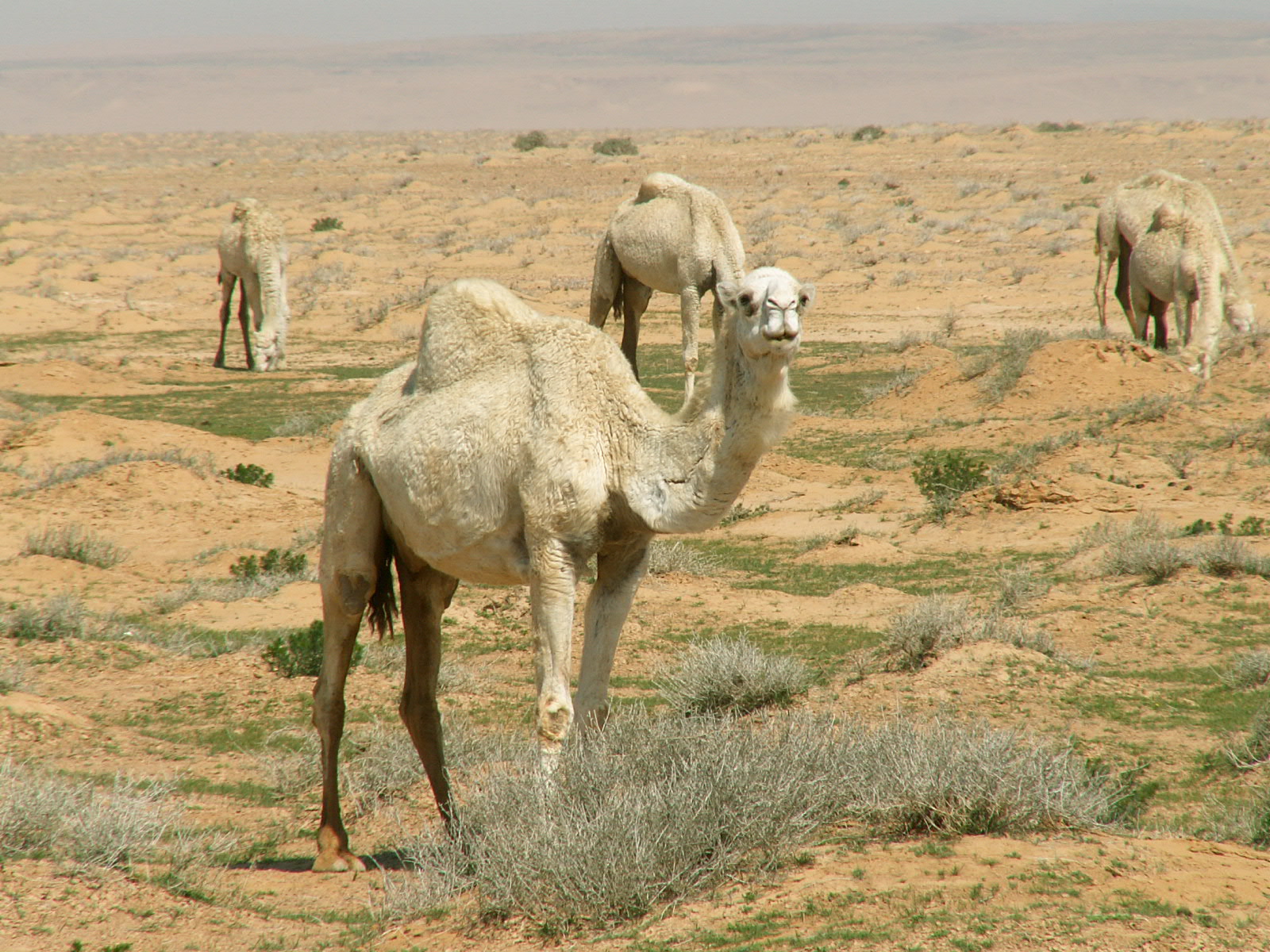 Near Deir ez Zor - Camels
