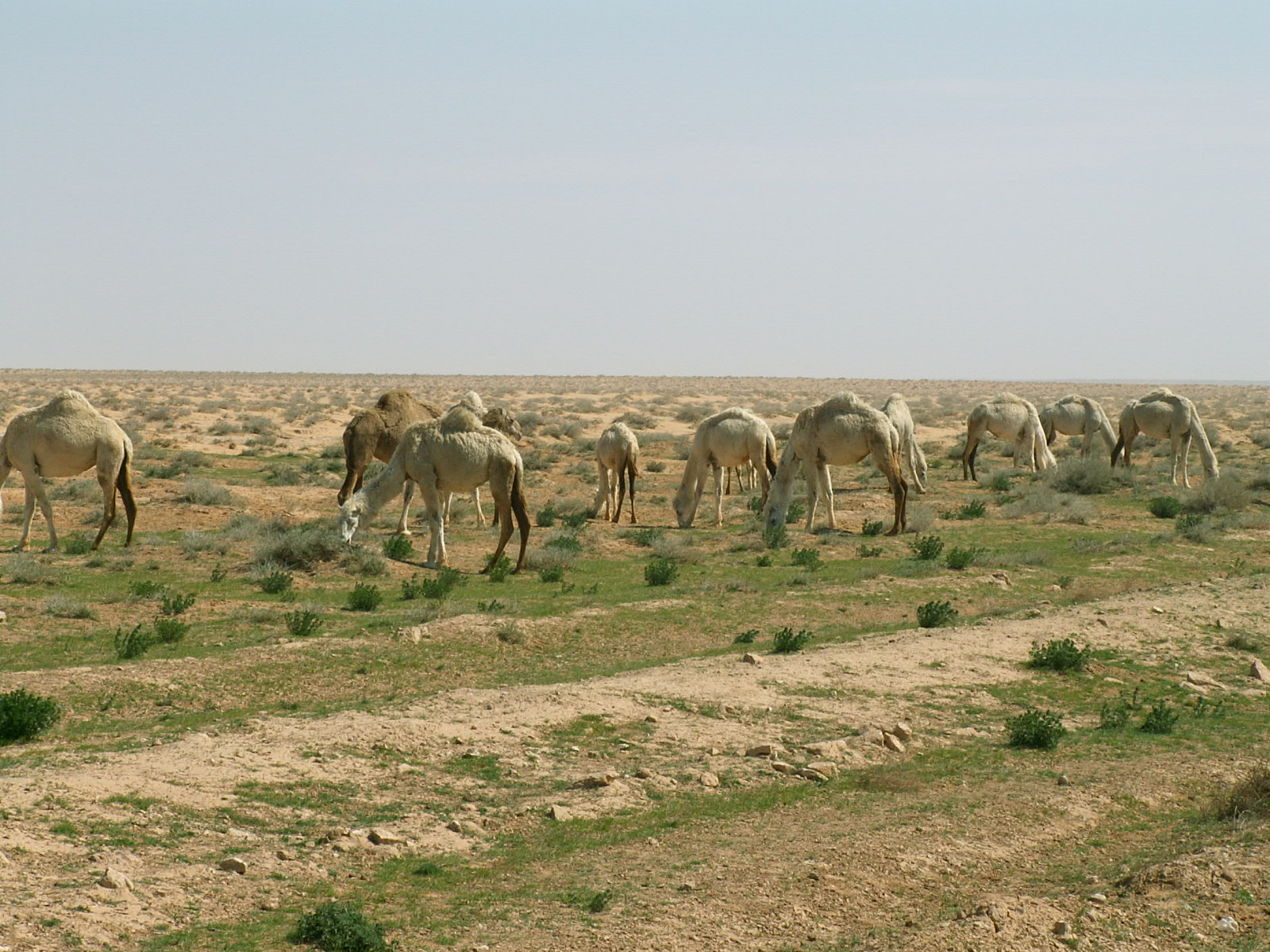 Near Deir ez Zor - Camels
