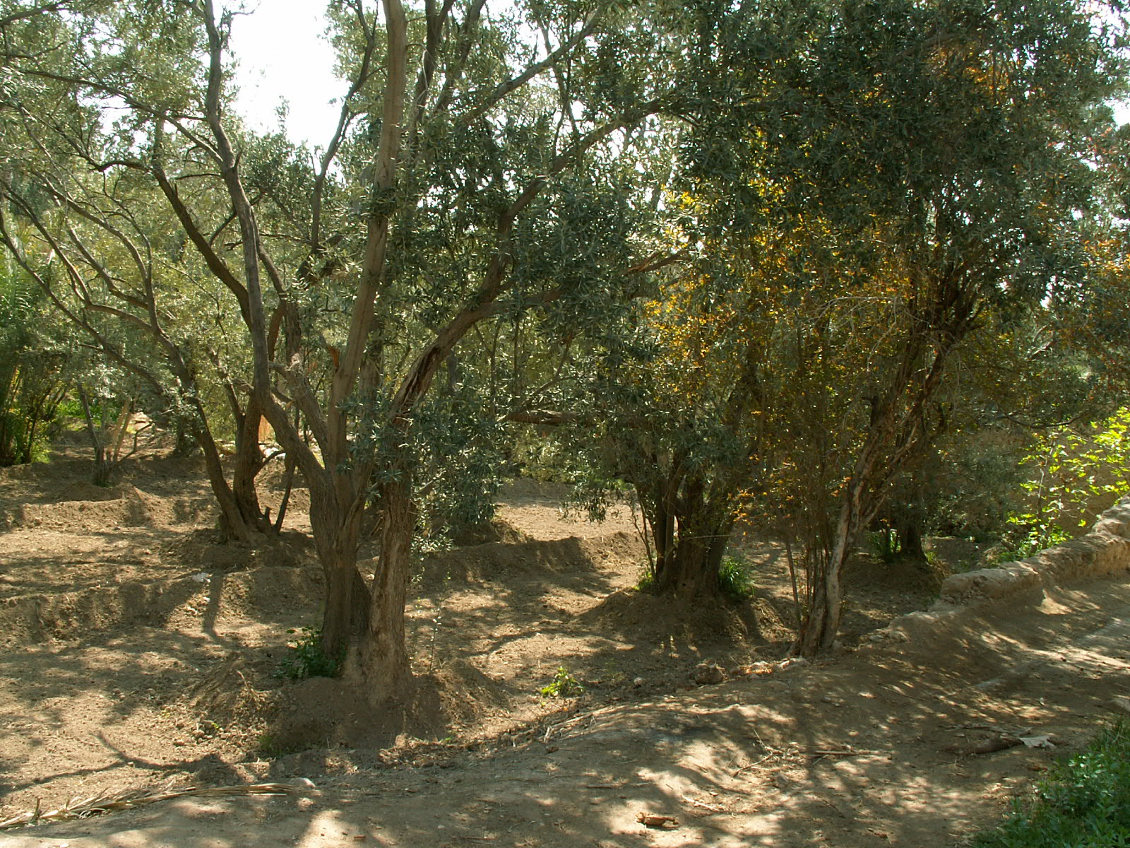Palmyra - Oasis